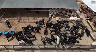 Adana'da Kurban Bayramı İçin Kurbanlık Satışları Başladı