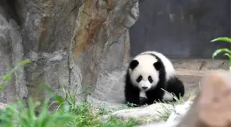 Hong Konga İlk Dev Panda Yavruları Doğdu