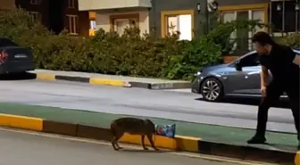 Karabük'te Başına Poşet Takılan Çakal Kurtarıldı