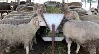 Bolu'da Kurban Bayramı Öncesi Hayvan Pazarında Durgun Günler