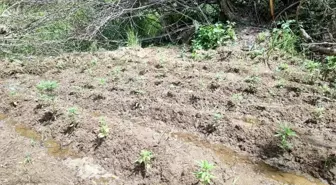 Bingöl'de 330 Kök Kenevir Ele Geçirildi