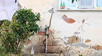Çanakkale'de Yılanı Doğal Ortamına Bıraktı