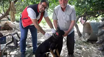 Hatay'da 4 Mahalle Kuduz Vakası Nedeniyle Karantinaya Alındı