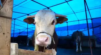 Samsun'da Kurban Pazarı Bayram Öncesi Canlandı