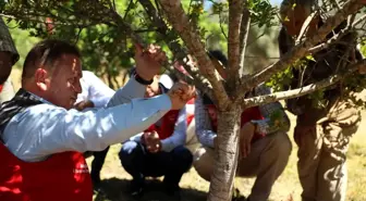 Muğla'da İlk Sakız Hasadı Gerçekleştirildi