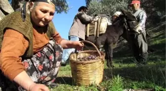 Türkiye'nin Sofralık Zeytin İhracatı Yüzde 26,5 Arttı