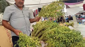 Kahramanmaraş'ta Yeşil Nohut Pazarlarda Yerini Aldı