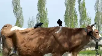 Cüce Kargalar İneğin Tüyleriyle Yuva Yaptı
