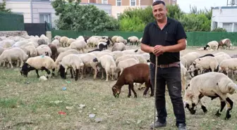 Hatay'da Kurban Rağbeti Artıyor, Küçükbaş Fiyatları 12-28 Bin TL Arasında