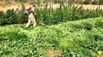 Diyarbakır'da 70 Ton Toz Esrar Elde Edildi