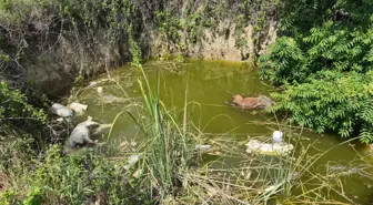 Edirne'de Başsız 3 Ölü Köpek Bulundu