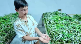 Sarıcakaya Koza Tarım Satış Kooperatifi İpekböceği Islah Çalışmalarıyla Ekonomiye Katkı Sağlıyor