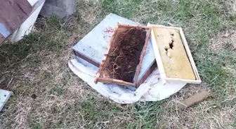 Cide'de Ayıların Saldırısı: 6 Arı Kovanı Parçalandı