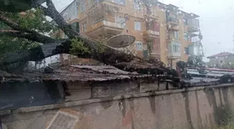 Kırıkkale'de Şiddetli Rüzgar Ağaç Devrilmesine Neden Oldu