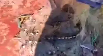 Kırklareli'nde Kaçak Ağ Denetimi: 440 Parça Ağ ve 380 Canlı Kalkan Balığı Toplandı