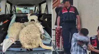 Kurbanlıkları çalan çift yakayı ele verdi