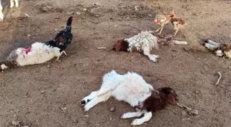Sokak Köpekleri Ağıla Saldırdı: 33 Kuzu Telef Oldu
