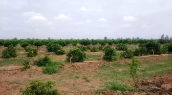 Mersin Tarsus'ta 460 Mandalina Ağacı Kesildi