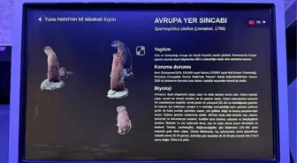 Rehberim Türkçe Projesi Romanya'da Başladı