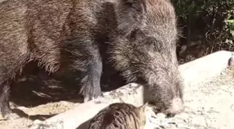 Yaban Domuzu ve Sokak Kedisi Aynı Yemeği Paylaştı