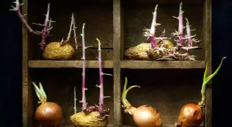 Filizlenen Patatesler: Yenmeli mi, Atılmalı mı?