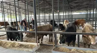 Kütahya'da Kurban Bayramı Öncesi Canlı Hayvan Pazarı Açıldı