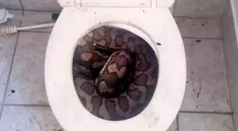 3,5 metre uzunluğundaki yılan, tuvaletini yapan adamın penisini parçaladı