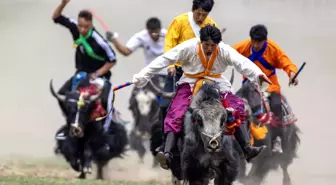 Tibet Sığırı Yarışı Lhasa'da Yoğun İlgiyle Gerçekleşti