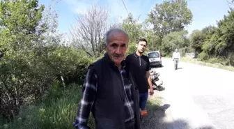 Mudurnu'da Yavru Karacanın Araca Çarpması Sonucu Hayatını Kaybetti