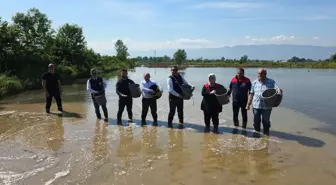 Düzce'de 'Konuralp pirinci' çeltik ekimine başlandı