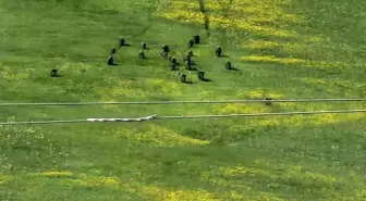 Erzurum'da Domuz Sürüsü Mahalleye Girdi
