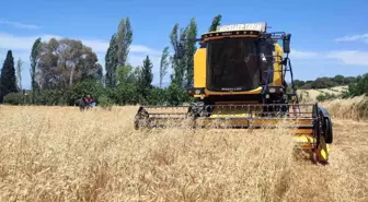 Aydın'da Hububat Hasadı Başladı, Dane Kaybı Kontrolleri Yapılıyor