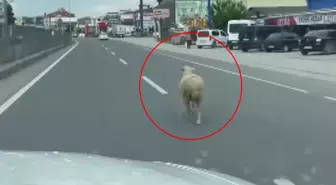 Yalova'da Kaçan Kurbanlık Koyun Trafiği Yerlerde Bıraktı