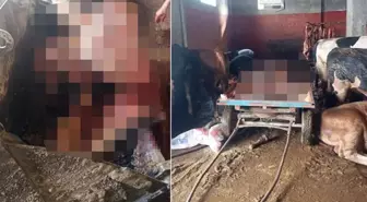 Kebabın başkentinde evde at keserken suçüstü yakalandılar