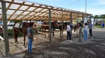 Muş'ta Atlı Binicilik Kulübü, Çocuklara ve Kas Hastalarına Özel Eğitimler Sunuyor