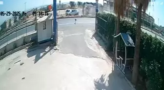 Şanlıurfa'da Sokak Köpeği Trafik Kazasına Neden Oldu