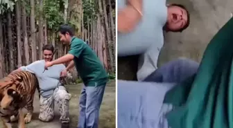 Selfie çekmek istediği kaplanın saldırısına uğrayan adam ağır yaralandı