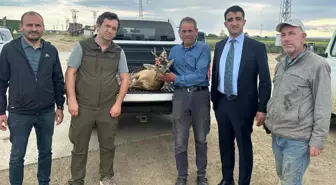 Boğulmak Üzere Olan Karaca Kurtarıldı