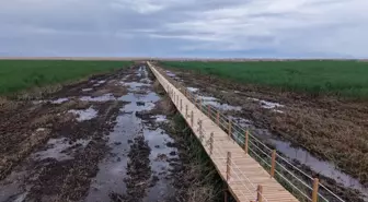 Sultan Sazlığı'ndaki Yürüyüş Yolu Yenilendi