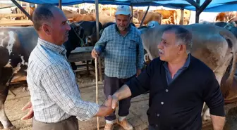 Trabzon'da Kurban Bayramı Öncesi Hayvan Pazarında Hareketlilik