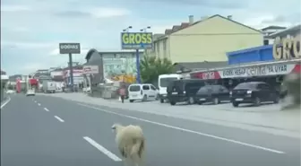 Yalova'da Kaçan Kurbanlık Koyun Trafiği Felç Etti