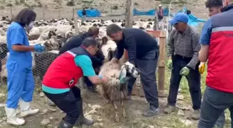 Yüksekova'da Şap Hastalığına Karşı Aşılama Çalışmaları Devam Ediyor