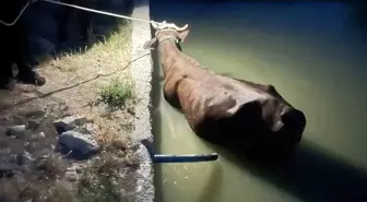 Gölbaşı'nda Sulama Havuzuna Düşen İnek Kurtarıldı