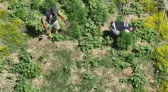 Diyarbakır'da 100 Milyon TL Değerinde 1220 Kök Kenevir Ele Geçirildi
