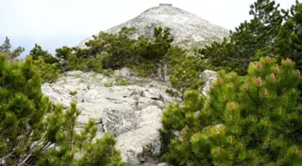 Kazdağları'nda İlkbahar Coşkusu