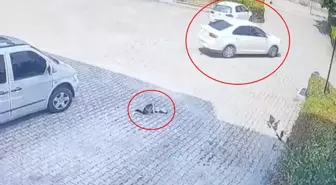 Bursa'da Otomobil Yavru Kediyi Ezdi, Anne Kedi Olay Yerinden Ayrılmadı