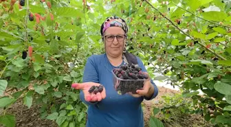 Mersin'de Karadut Hasadı İhracatı Arttırıyor