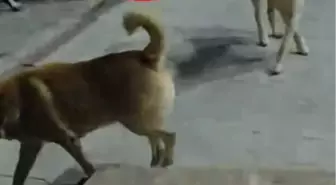 İskenderun'da Sokak Köpeklerinin Saldırdığı Kedi Öldü