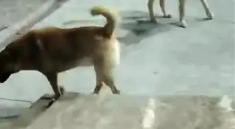 İskenderun'da 6 Sokak Köpeği Kediyi Telef Etti