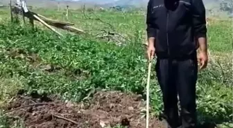 Elazığlı Çiftçiden Domuzlara Sitem: 'Olmuş Çileği Yiyeydiniz!'